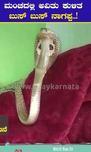 a cobra appeared on the bed of the house