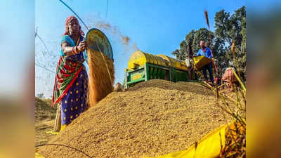 शेतकरी चिंतेत! धानाचे दर कोसळले ६०० रुपयांनी, सध्या खुल्या बाजारात प्रती क्विंटलचा भाव काय?