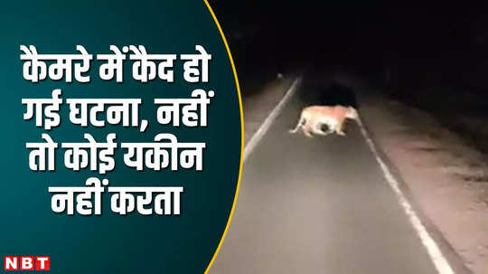 sagar tiger came in front of the car youths life was saved by wisdom