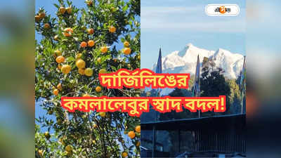 Darjeeling Orange : দার্জিলিঙের কমলালেবুর চাহিদা নিম্নমুখী, কমছে কদর! কারণ জানালেন ব্যবসায়ীরা