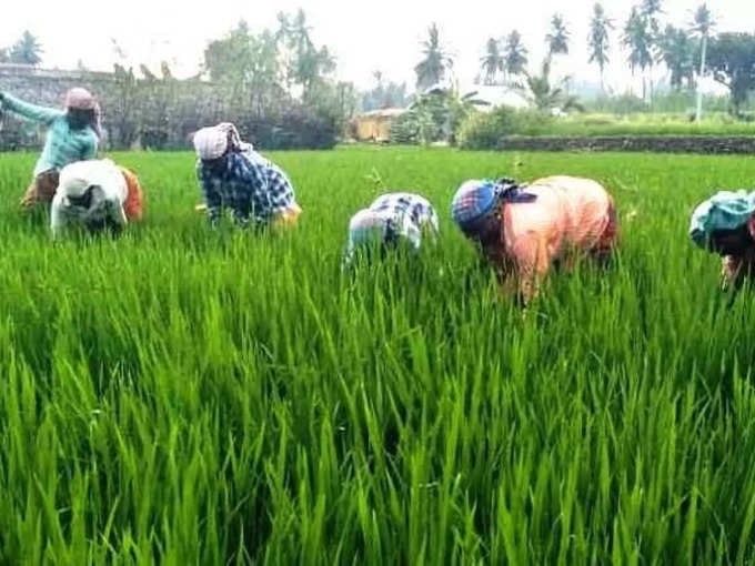 காவிரி டெல்டா தண்ணீர் திறப்பு