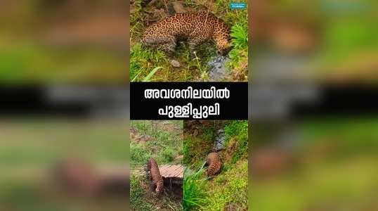 injured leopard found in wayanad ammani