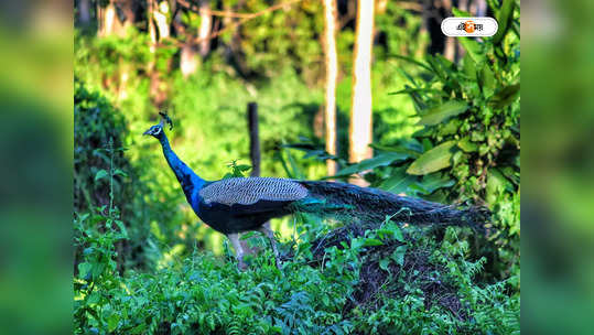 West Bengal Tourism : লোকালয়ে অবাধে বিচরণ করে ঝাঁকে ঝাঁকে ময়ূর, আউসগ্রামে ইকো ট্যুরিজম গড়ে তুলতে উদ্যোগ