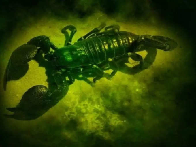 వృశ్చిక రాశి వారి ఫలితాలు (Scorpio Horoscope Today)