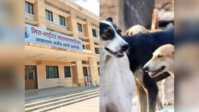 Mumbai News: नए साल पर मीरा-भाईंदर में आवारा कुत्तों की खैर नहीं! मनपा 5 दिन तक चलाएगी विशेष मुहिम, करेगी ये काम