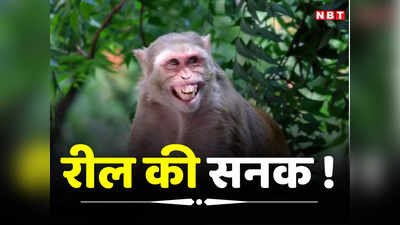 Indore News: रील बनाने के लिए Animal बन गया शख्स, बंदर को भी नहीं छोड़ा, अब खातिरदारी की तैयारी में वन विभाग