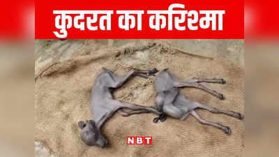 miracle of nature बकरी ने दिया दो बछड़ों को जन्म, बिहार के औरंगाबाद में कुदरत का करिश्मा देखने के लिए उमड़ी भीड़