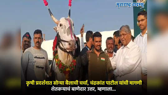 सोलापूरच्या कृषी प्रदर्शनात सोन्या बैलाची चर्चा, चंद्रकांत पाटील यांची मागणी,शेतकऱ्याचं बाणेदार उत्तर, म्हणाला