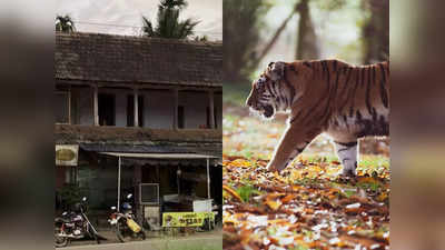 Tiger in Kalloor Town: കല്ലൂർ ടൗണിൽ കടുവ ഇറങ്ങിയോ? കണ്ടെന്ന് ഇതരസംസ്ഥാന തൊഴിലാളികൾ, അരിച്ചുപെറുക്കി വനം വകുപ്പ്