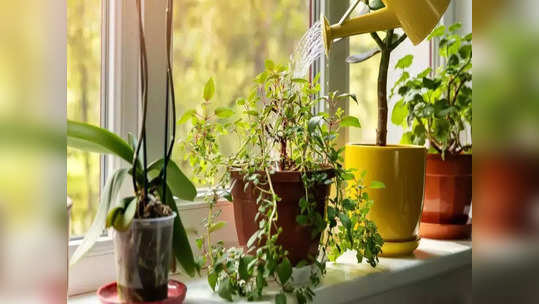 Vastu plants : இந்த செடிகளை வீட்டில் வைத்து பாருங்கள்...உங்கள் பிரச்சனைகள் அனைத்தும் தீரும்