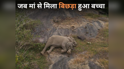 झुंड से बिछड़ा हाथी का बच्चा मां से मिला तो लिपट गया, आनंद महिंद्रा ने पोस्ट की दिल को छू लेने वाली तस्वीर