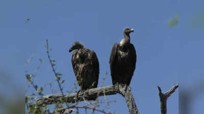 Vultures in Wayanad: വയനാട്ടില്‍ കഴുകന്മാരുടെ എണ്ണത്തില്‍ വര്‍ധന; സര്‍വേ നടത്തിയത് കര്‍ണാടക, തമിഴ്‌നാട് സംസ്ഥാനങ്ങളുടെ സഹകരണത്തോടെ