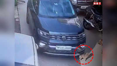 MP News: बेरहम ड्राइवर! सड़क पर खेल रहे पिल्ले पर चढ़ाई कार, CCTV वीडियो देख दहल जाएगा दिल