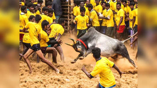 காளையர்களே ரெடியா? மதுரை அவனியாபுரம், பாலமேடு, அலங்காநல்லூர் ஜல்லிக்கட்டு தேதி குறிச்சாச்சு!