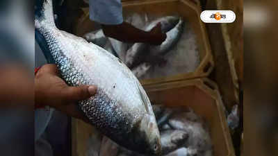 Hilsa Fish : বাংলাদেশের পুকুরে মিলল বিশাল সাইজের ইলিশ, ওজন কত?