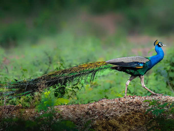 ​ನವಿಲು​