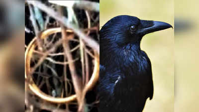 Bangle Found in Crow Nest: സ്വർണവള അടിച്ചുമാറ്റി കാക്ക, തെങ്ങിൻ മുകളിൽ ഒരാഴ്ചയിലേറെ ആഡംബര ജീവിതം