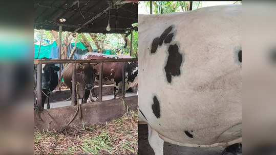 Haripad Cow Death: പശുക്കളുടെ വയർ വീർത്ത നിലയിൽ, മൂന്നെണ്ണം ചത്തു; ഹരിപ്പാട് അജ്ഞാത രോഗം