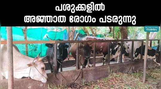 n unknown disease is spreading among cows in haripad