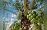 Coconut Benefits: হাড়ে যোগাবে ক্যালশিয়াম, ডায়াবেটিসকে রাখবে শাসনে! নারকেল খাওয়ার উপকারিতা জানলে রোজ আনবেন বাড়িতে