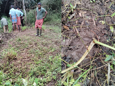 Wayanad Vakeri Pig Farm Attack: വയനാട് വാകേരി പന്നിഫാമിൽ വന്യജീവി ആക്രമണം; കടുവയെന്ന് സംശയം