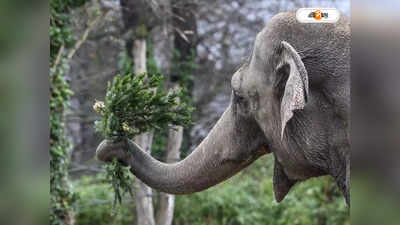 Elephant Attack: হুলাপার্টিকে পালটা তাড়া হাতির, শুঁড়ে তুলে আছাড়ে মারল যুবককে