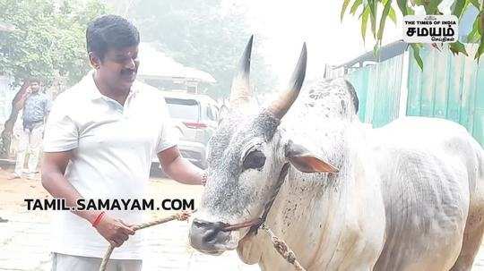 prepare bull for jallikattu at pudukottai