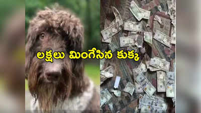 Pet Dog: రూ.3.32 లక్షల నోట్లను నమిలి మింగేసిన పెంపుడు కుక్క.. మలం నుంచి తీసి అతికించగా 90% రికవరీ