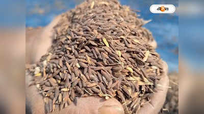 Kalonunia Rice : জি আই ট্যাগের পর ব্যাপক হারে বেড়েছে কালোনুনিয়ার চাষ, হাসি ফুটেছে কৃষকদের মুখেও