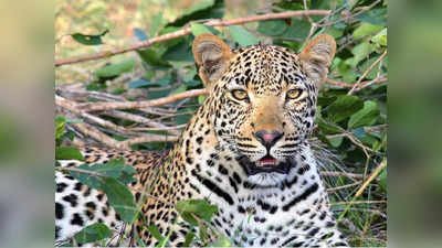 Girl Death Leopard Attack: പുലിയുടെ ആക്രമണത്തില്‍ മൂന്ന് വയസ്സുകാരിക്ക് ദാരുണാന്ത്യം; പന്തല്ലൂരില്‍ ഞായറാഴ്ച ഹര്‍ത്താല്‍