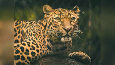 Leopard in Pandalur: പന്തല്ലൂരിൽ കുഞ്ഞിനെ കൊന്ന പുലിയെ കൂട്ടിലാക്കി, പിടികൂടിയത് മയക്കുവെടിവെച്ച്
