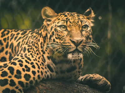 Leopard in Pandalur: പന്തല്ലൂരിൽ കുഞ്ഞിനെ കൊന്ന പുലിയെ കൂട്ടിലാക്കി, പിടികൂടിയത് മയക്കുവെടിവെച്ച്