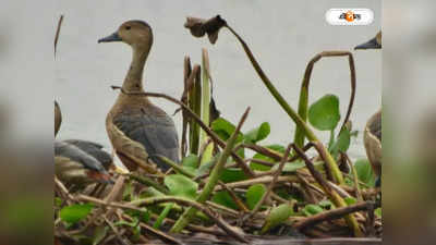 Chupi Bird Sanctuary : পাখি গেঁথেছে বঁড়শিতে, উদ্বেগ বাড়ছে চুপিতে