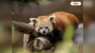 Red Panda : চাই জিনবৈচিত্র, নেদারল্যান্ডসের রেড পান্ডা দার্জিলিংয়ে