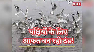 दिल्ली: पक्षियों के लिए काल बनी शीतलहर, कोहरे की वजह से नहीं पहुंच पा रहे अपने घोंसलों तक