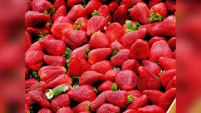 नाशिकच्या स्ट्रॉबेरीचा नवी मुंबईत तोरा; दररोज ३० ते ३५ हजार खोके बाजारात दाखल, किलोला इतका भाव