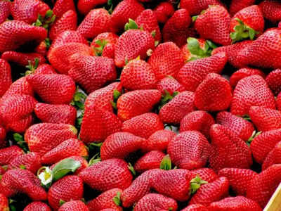 नाशिकच्या स्ट्रॉबेरीचा नवी मुंबईत तोरा; दररोज ३० ते ३५ हजार खोके बाजारात दाखल, किलोला इतका भाव