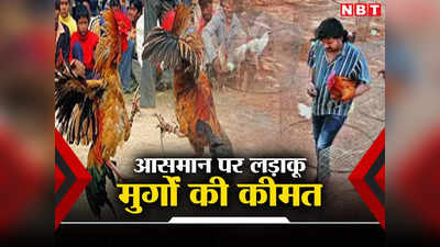 Fighter Roosters: 2.5 लाख रुपये में लड़ाकू मुर्गा, संक्रांति से पहले आंध्र के बाजारों में खूनी जंग की कैसी तैयारी?