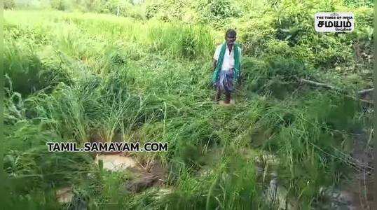 wild elephant damaged crops in puliyangudi