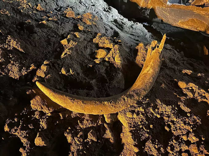mammoth tusk buried for thousands of years found in Coal mine