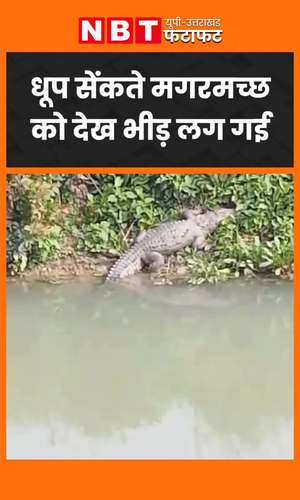 crocodile taking sun bath viral video