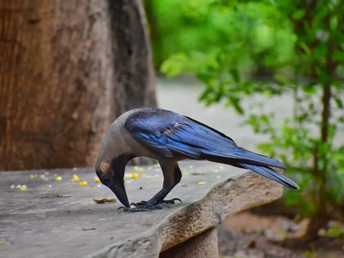 കാക്കയ്ക്ക് ഭക്ഷണം കൊടുക്കുന്ന രീതി