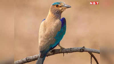 MP Bird Survey: बांधवगढ़ टाइगर रिजर्व में पहली बार हुआ बर्ड सर्वे, उल्लू-गिद्ध समेत पक्षियों की 248 प्रजातियां मिलीं
