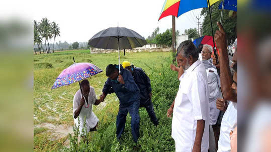 புதுச்சேரியில் அறுவடைக்கு தயாரான நெற்பயிர்கள்...  மழை நீரில் மூழ்கி  சேதம்!