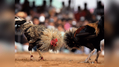 आंध्र प्रदेश में कॉक फाइटिंग के लिए मुर्गों को स्टेरॉयड और अल्कोहल वाला मैजिक इंजेक्शन देकर बना रहे अडिक्टेड