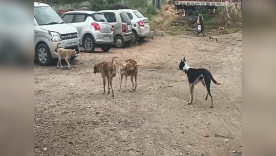 சிறுமியை கடிக்க துரத்திய தெருநாய்கள்; மனு மீது நடவடிக்கை எடுக்காத கரூர் மாவட்ட நிர்வாகம்!