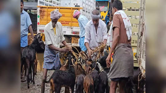 நெருங்கும் பொங்கல் பண்டிகை! நெல்லையில் ஒரே நாளில் 2 கோடிக்கு ஆடுகள் விற்பனை!