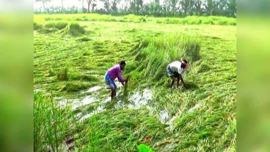 மழையால்  12,000 ஏக்கர் நெற்பயிர்கள் பாதிப்பு... திருவாரூர் விவசாயிகள் கவலை!