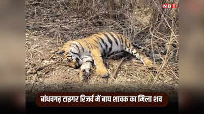 MP News: बांधवगढ़ टाईगर रिजर्व में फिर मिला बाघ शावक का कंकाल, मौत को लेकर वन विभाग का बड़ा खुलासा