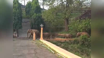 Wild Elephant Malampuzha Park: ഒന്നൊന്നായി പിറകെ, കൂട്ടത്തില്‍ രണ്ട് കുട്ടിയാനകളും; മലമ്പുഴ ഉദ്യാനത്തില്‍ കാട്ടാനക്കൂട്ടമിറങ്ങി